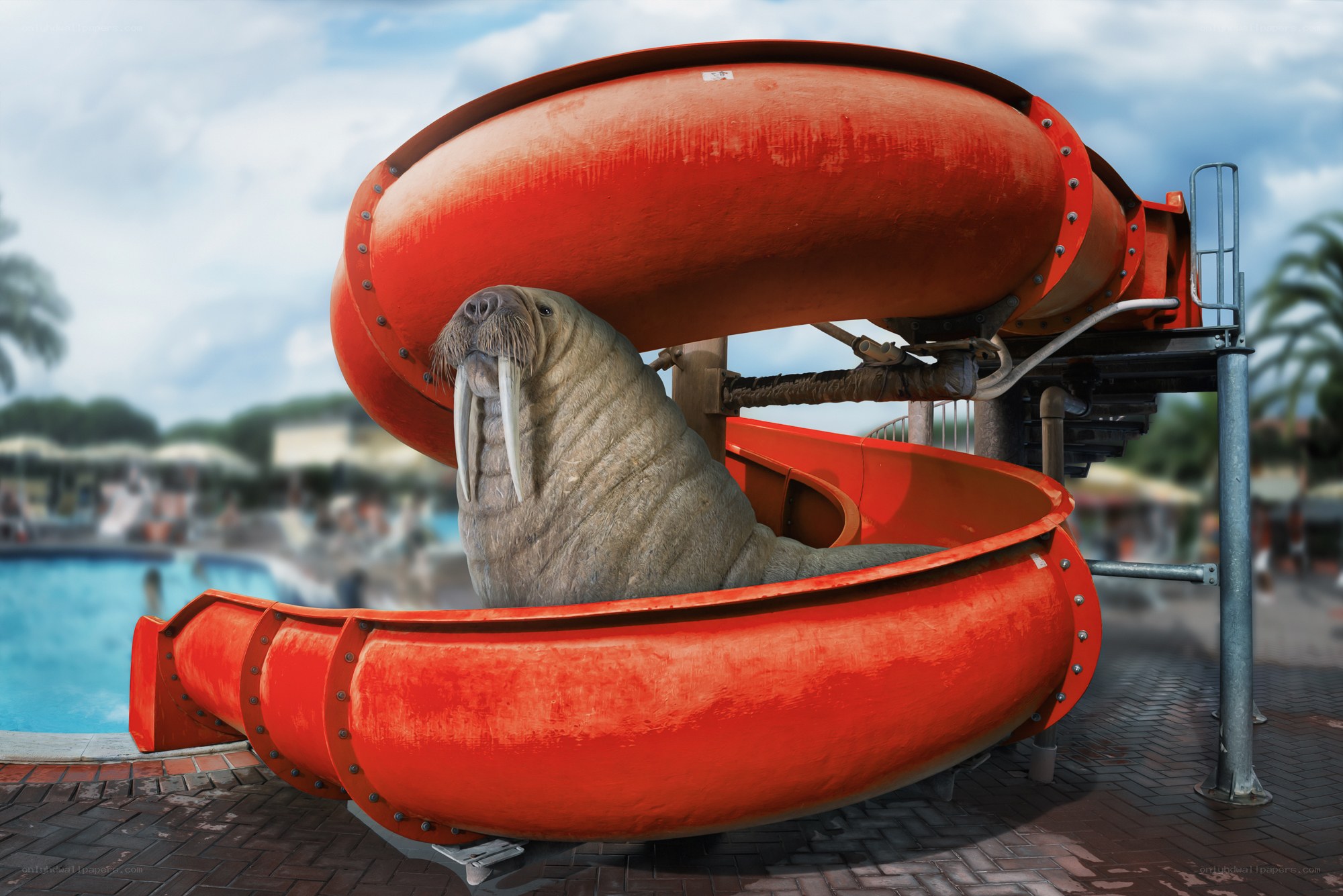 walrus on water slide