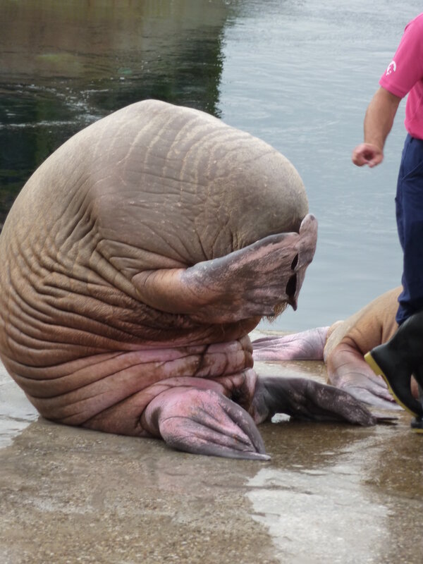 Walrus on wet ground