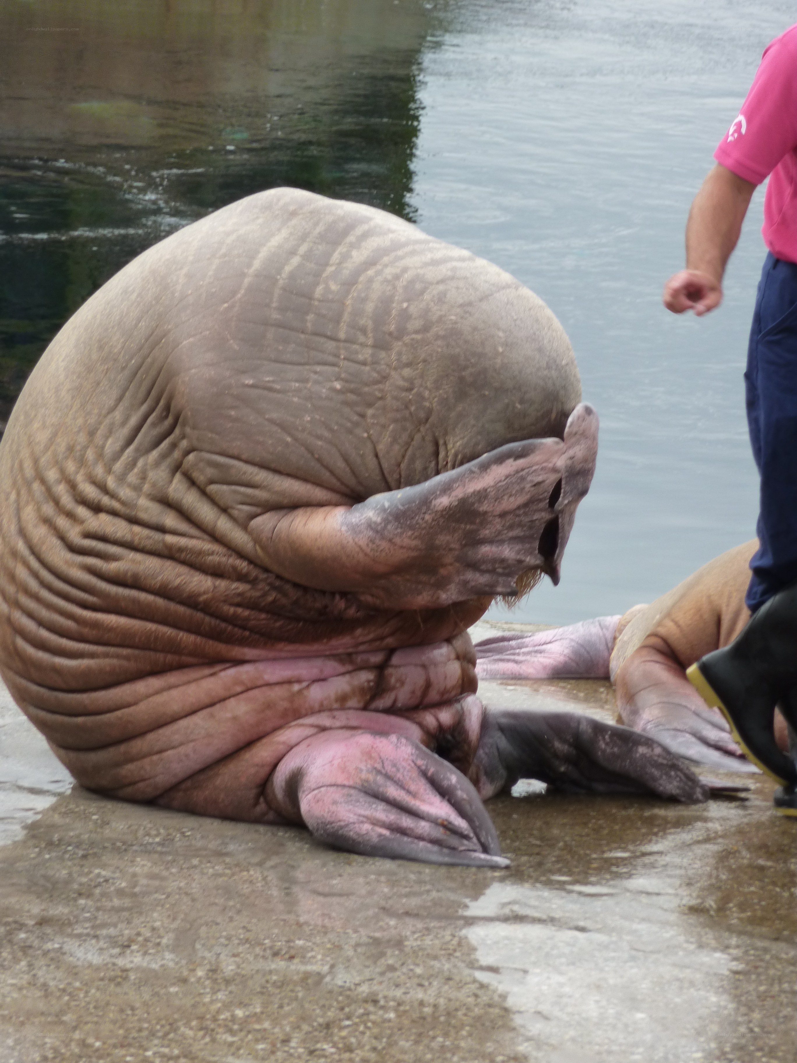 Walrus on wet ground