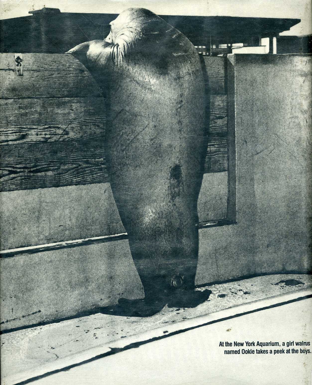 Walrus peeks over wall