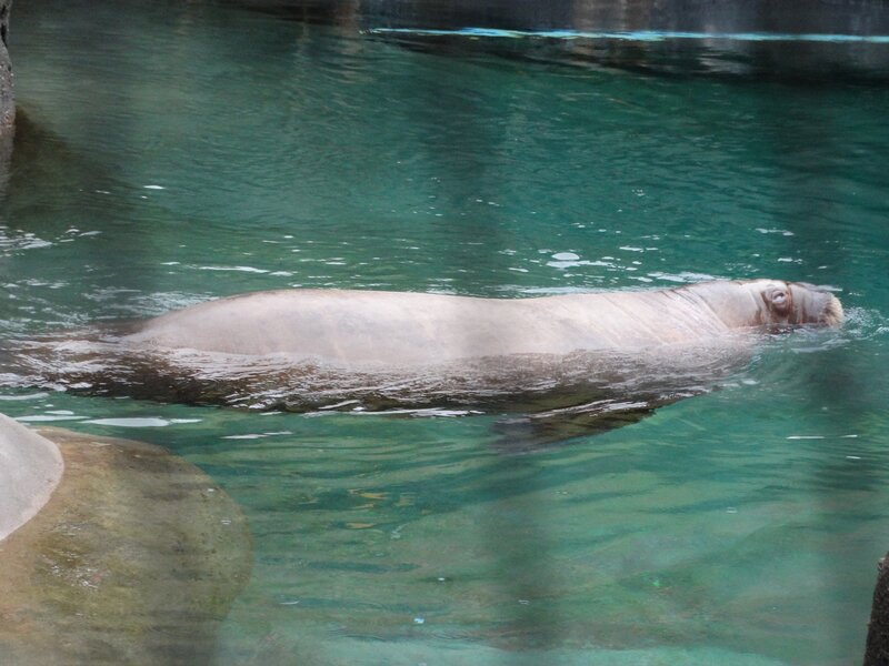 Walrus Swimming in Water