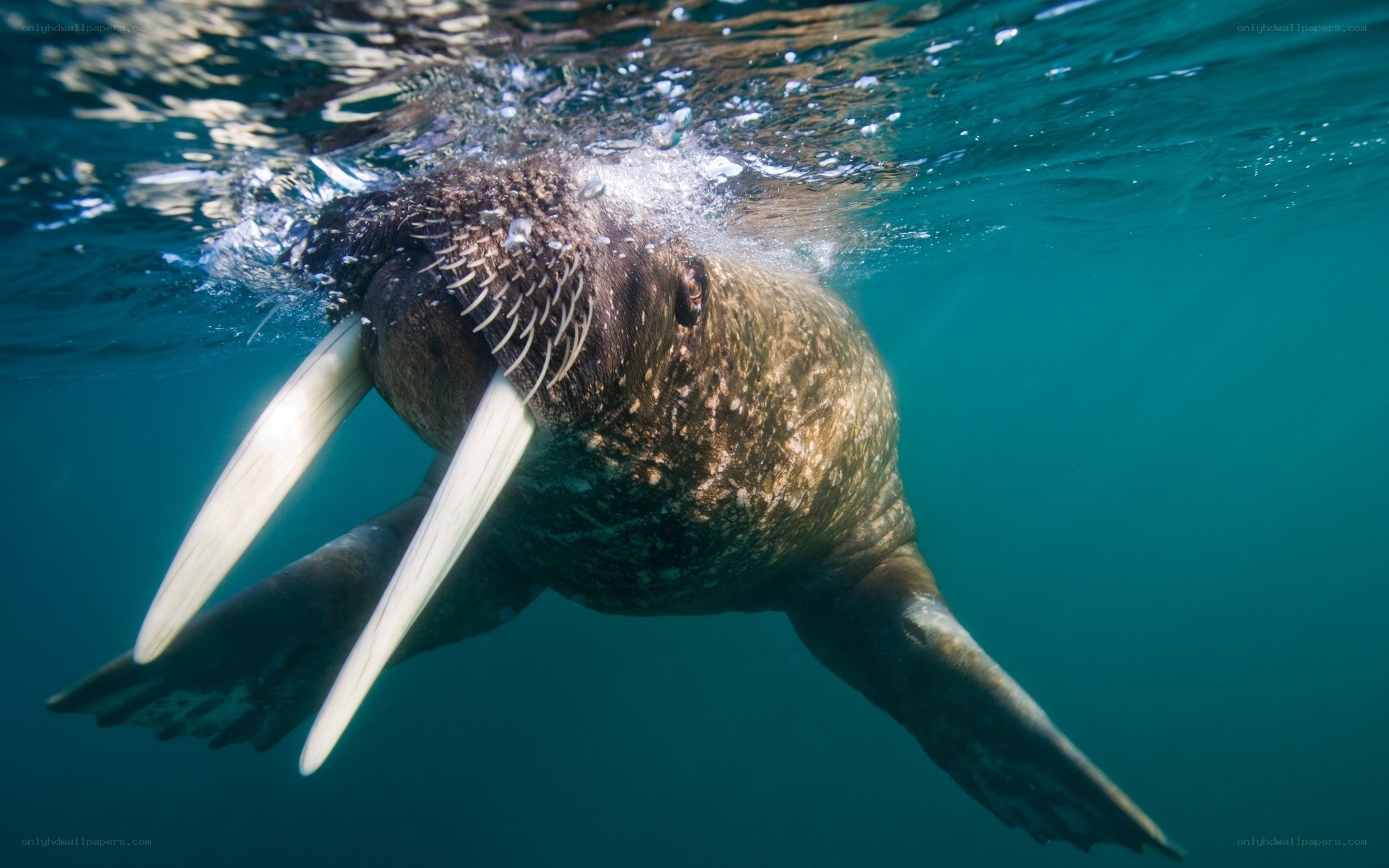 Walrus swimming underwater