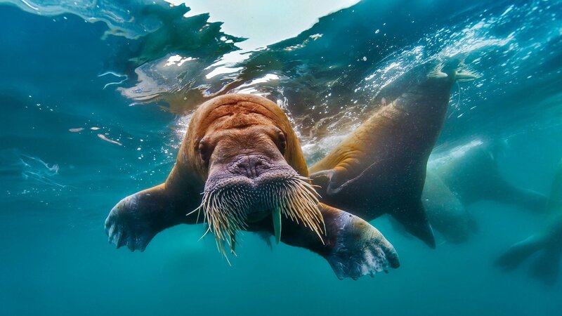 Walrus Underwater — Blue, Calm, Photograph, Ocean
