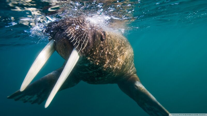 Walrus Underwater — Blue, Calm, Photograph