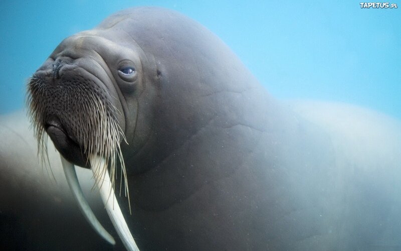 Walrus Underwater — Blue, Calm, Photograph, Tusks
