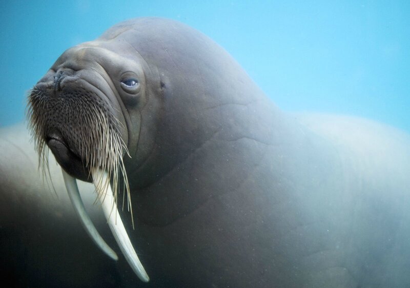Walrus Underwater — Blue, Calm