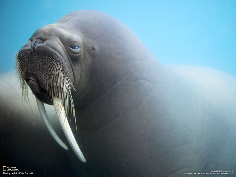Walrus Underwater — Blue, Serene