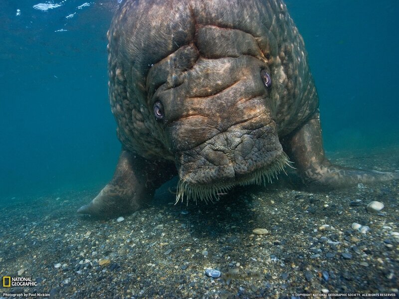 Walrus underwater close-up