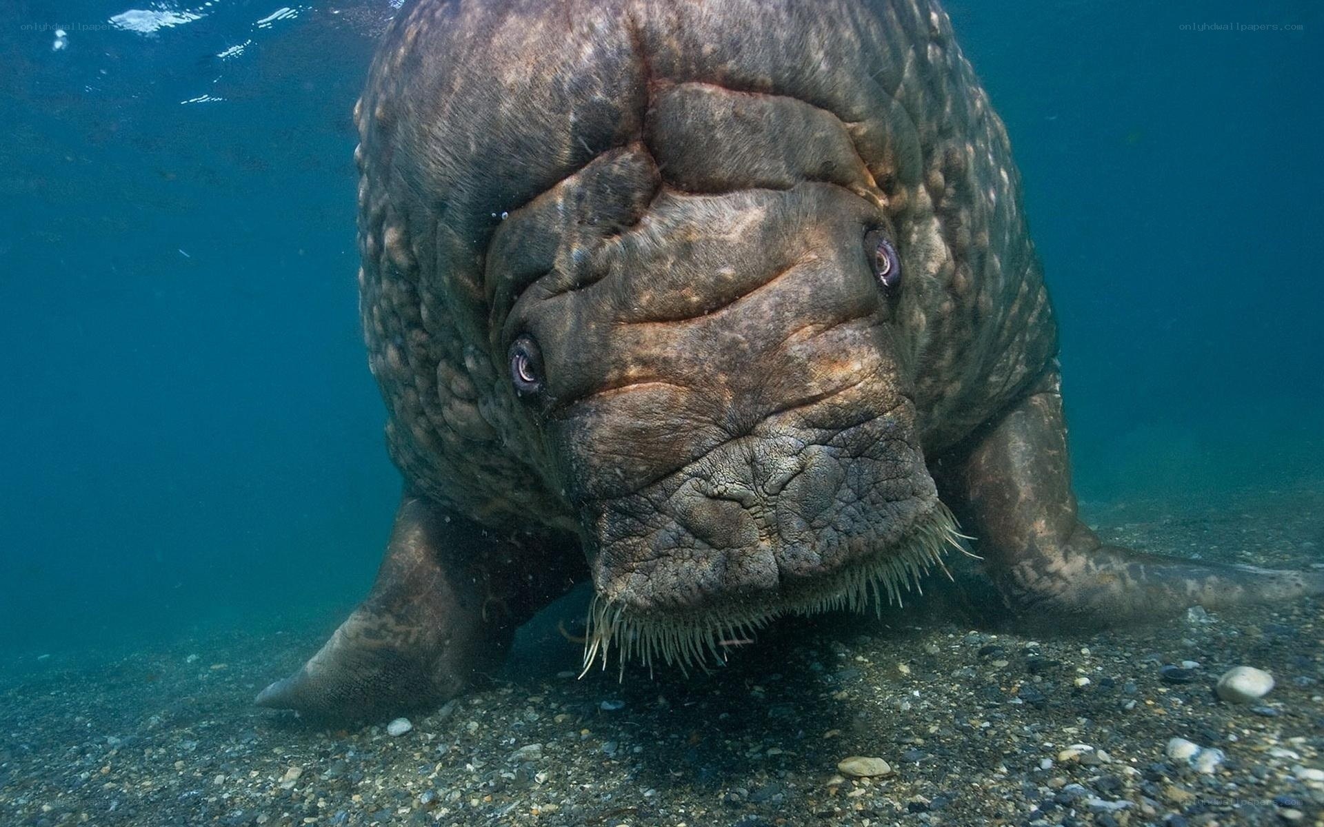 walrus underwater close-up