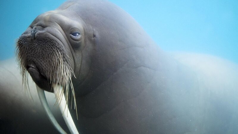 Walrus underwater close-up