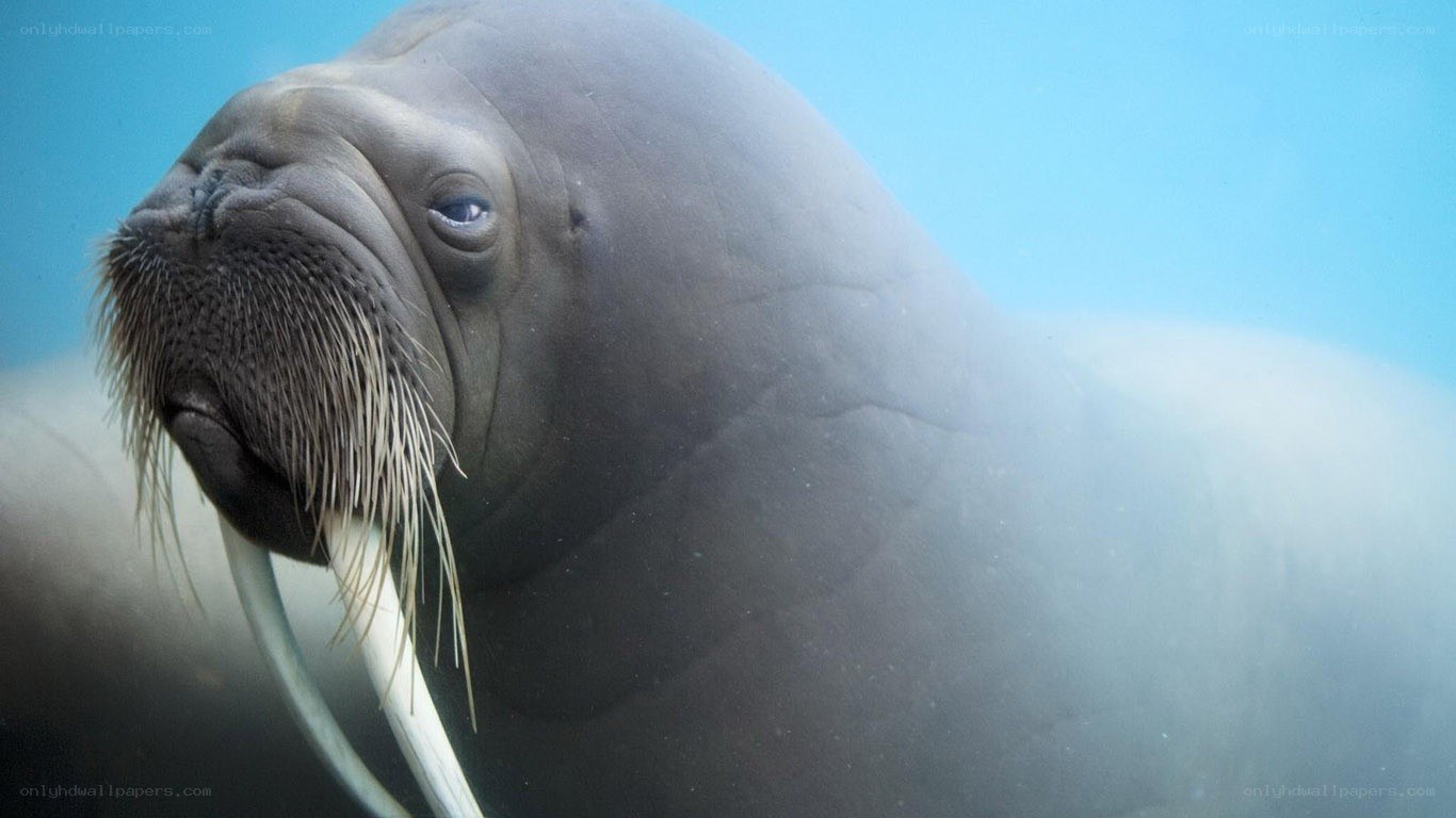 Walrus underwater close-up