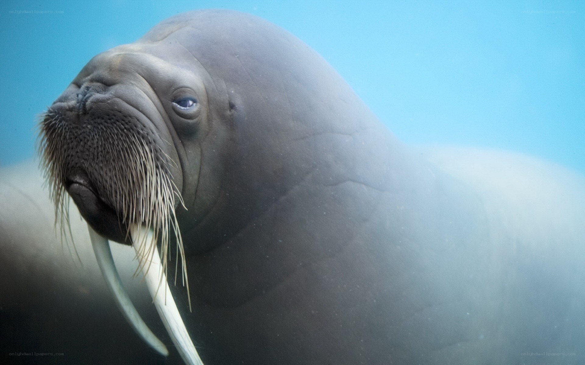 Walrus underwater close-up