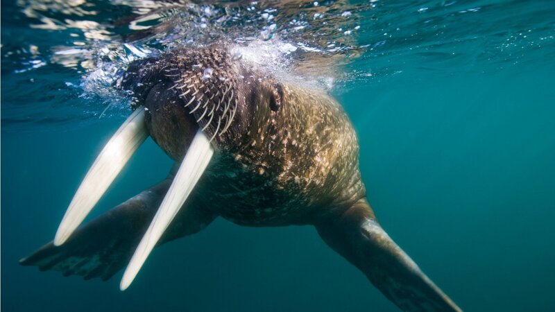 Walrus Underwater