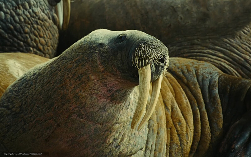 Walrus with Tusks