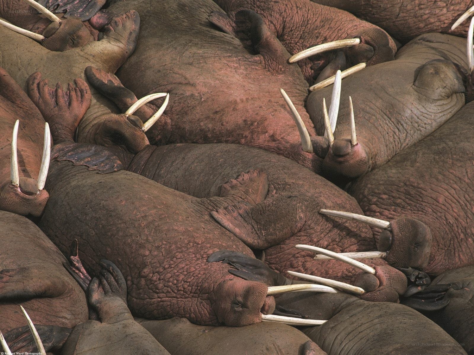 Walruses huddled together