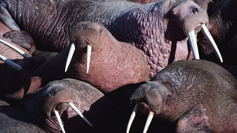 Walruses in a Group