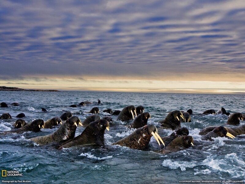 Walruses in the ocean