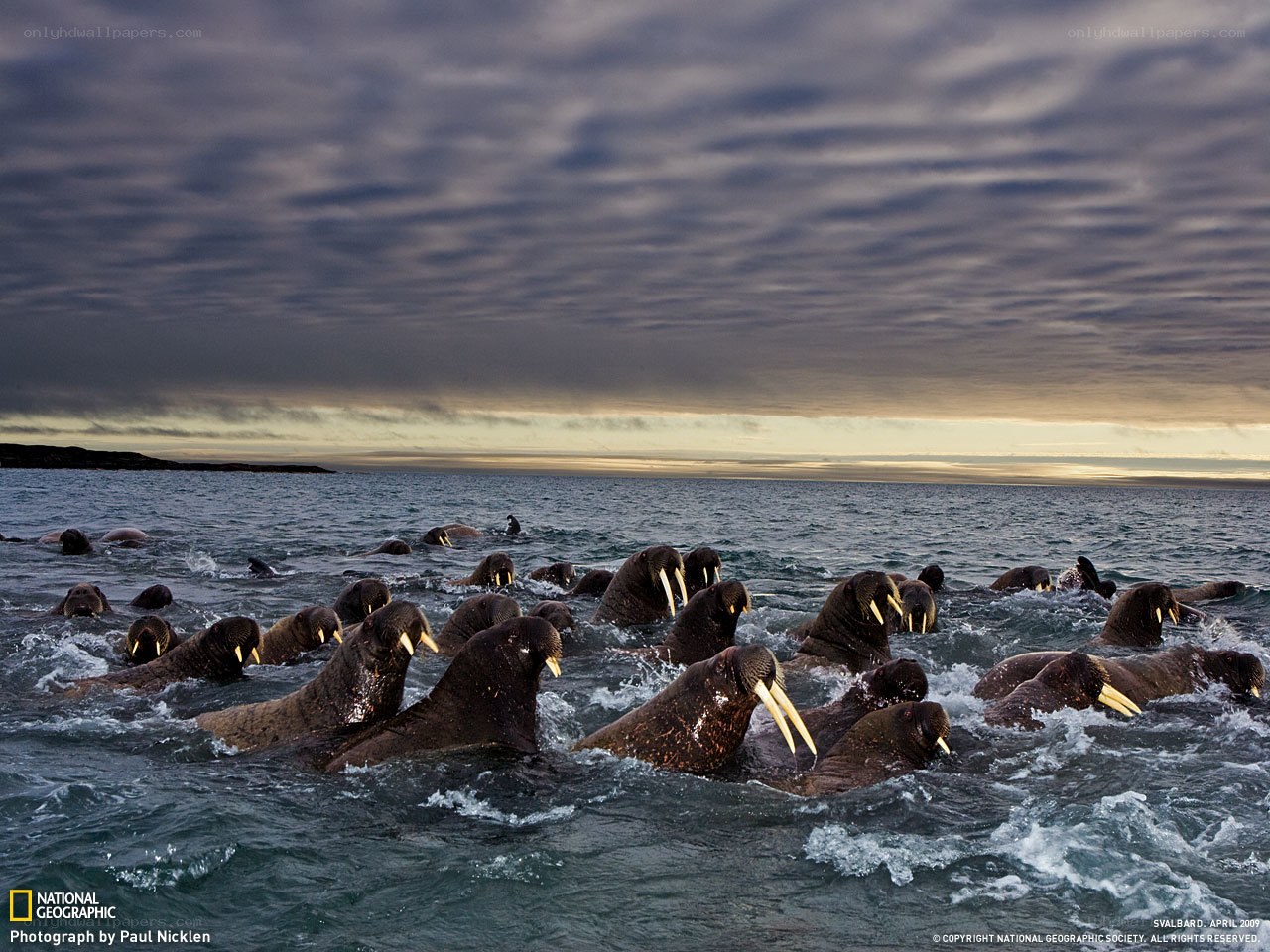 Walruses in the water