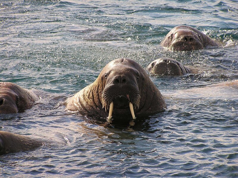 Walruses in Water — Gray