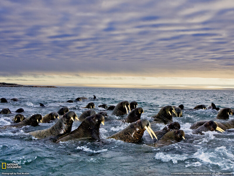 Walruses in Water