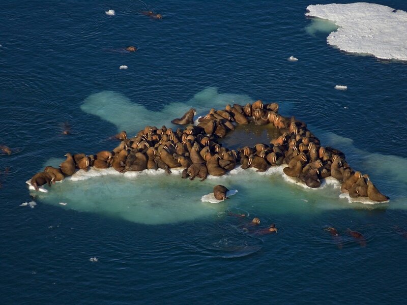 Walruses on an ice floe