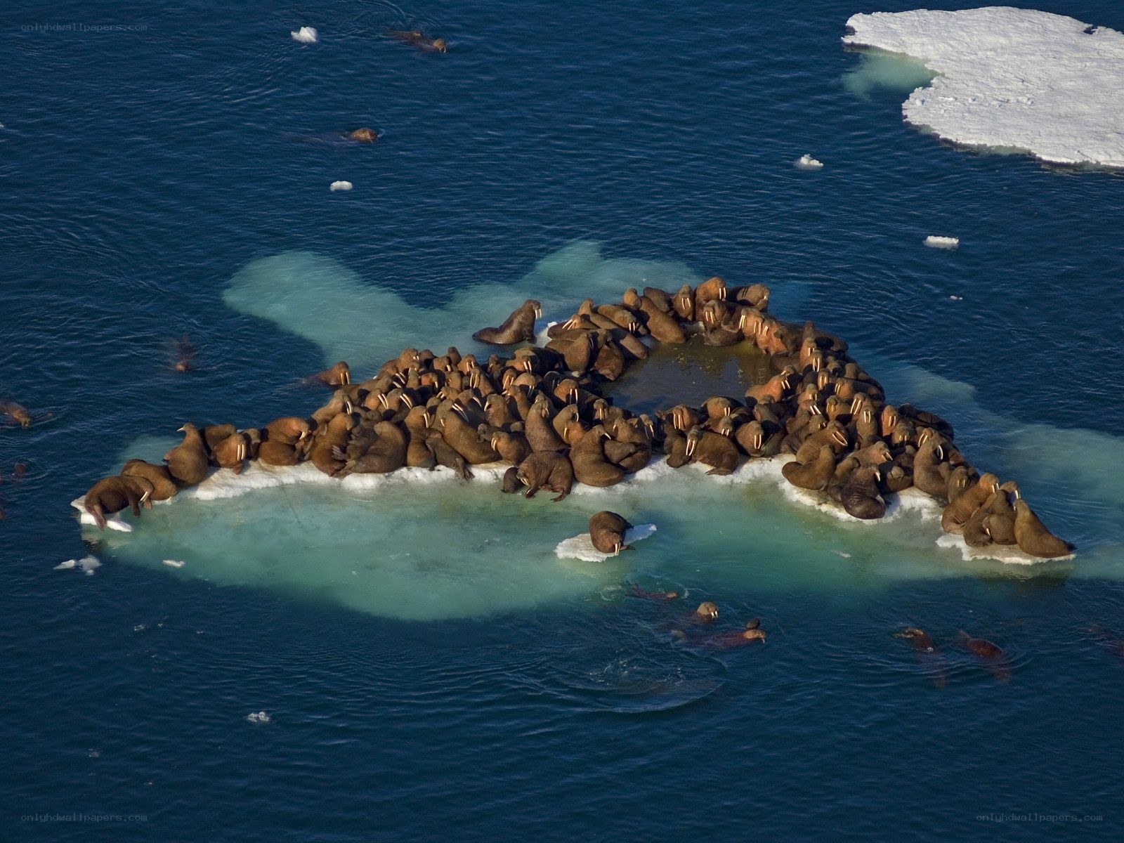 Walruses on an ice floe