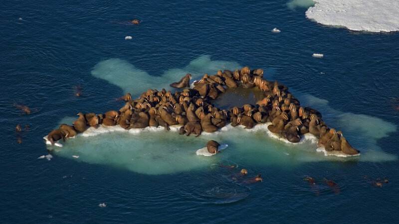 Walruses on Ice Floe — Blue