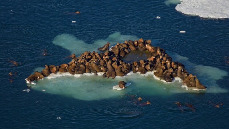 Walruses on ice floe