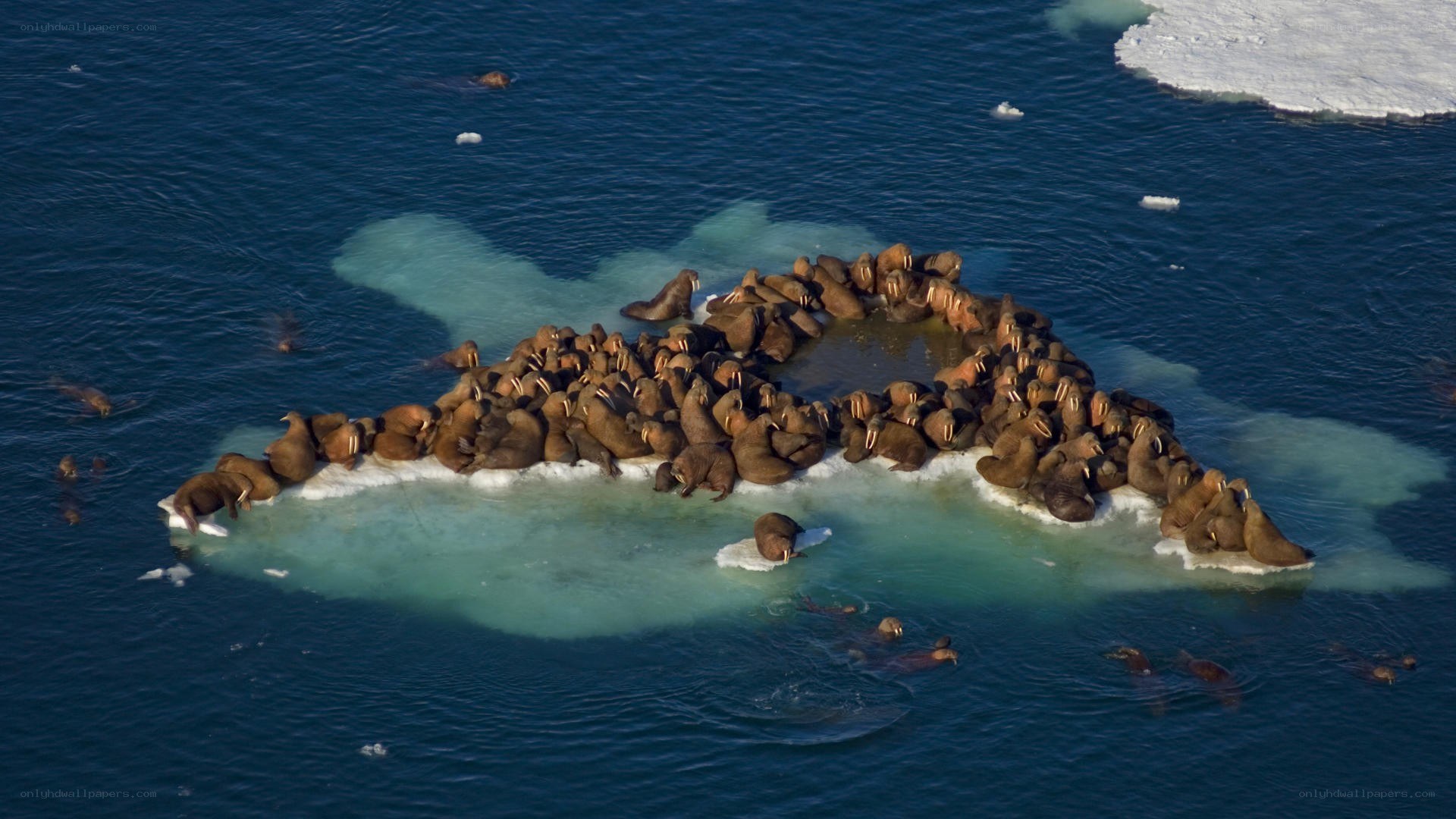 Walruses on ice floe
