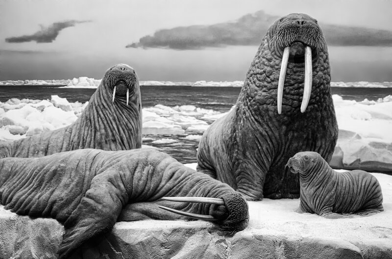 Walruses on Ice