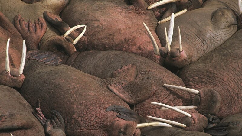 Walruses resting together