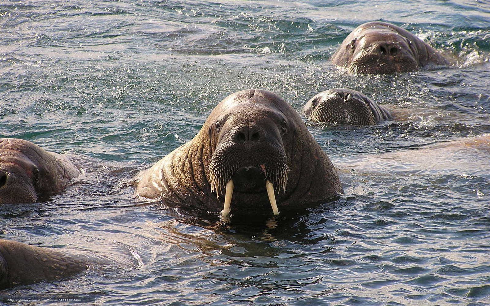Walruses swimming in ocean