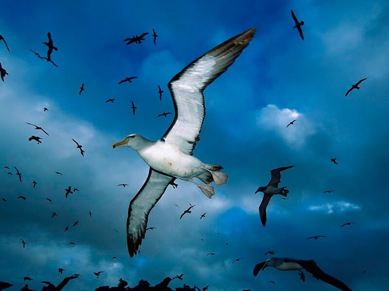 Wandering Albatross — Birds