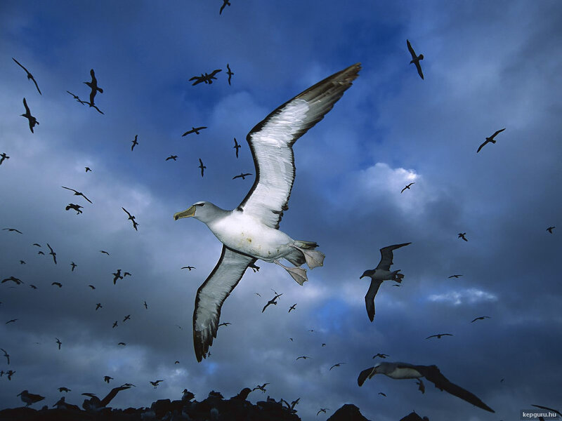 Wandering Albatross — Blue, Dramatic, Photograph, Birds, Sky