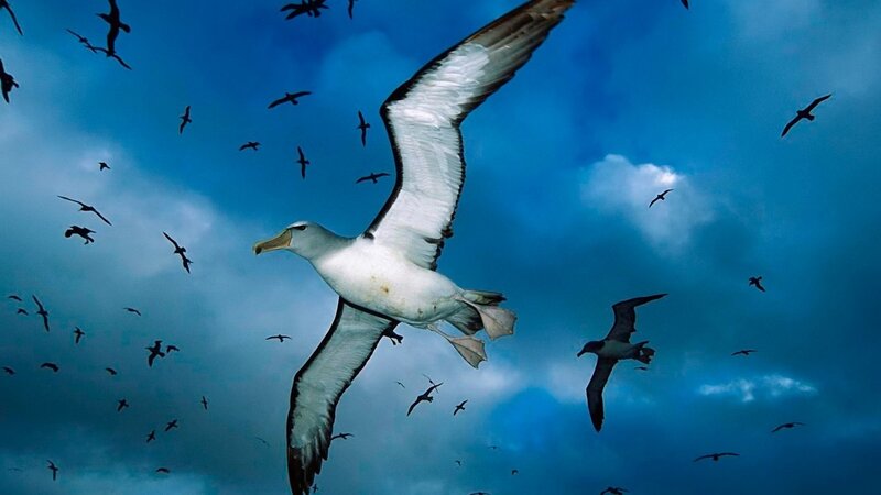 Wandering Albatross — Blue, Dramatic, Photograph