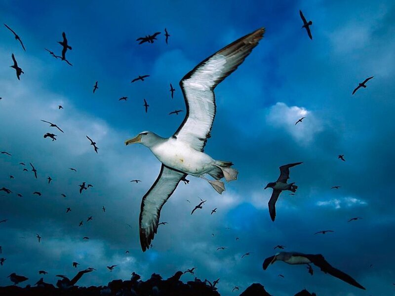 Wandering Albatross — Blue, Dramatic