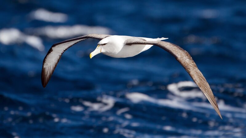 Wandering Albatross — Blue, Serene, Afternoon