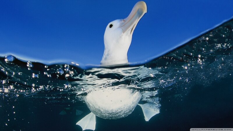 Wandering Albatross — Blue, Serene, Photograph, Ocean