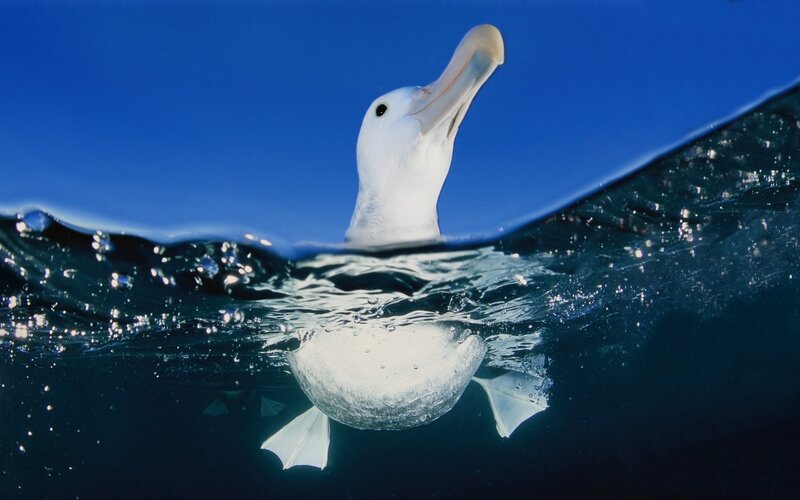 Wandering Albatross — Blue, Serene