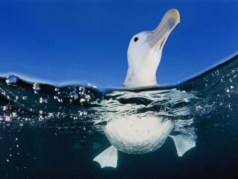 Wandering Albatross — Blue