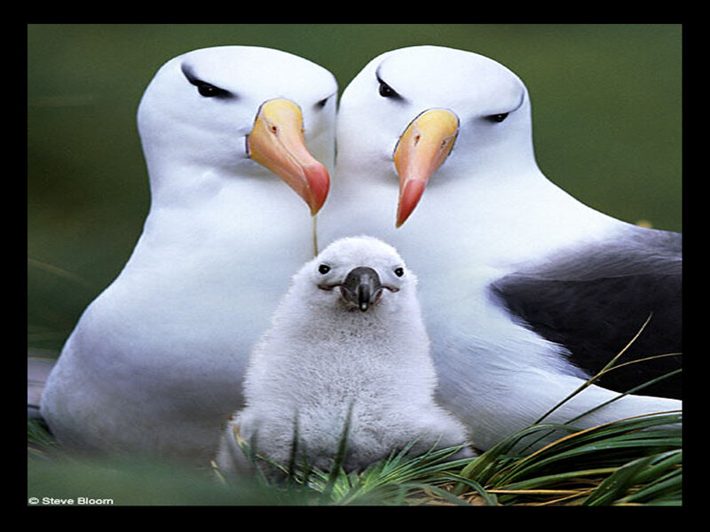 Wandering Albatross Family