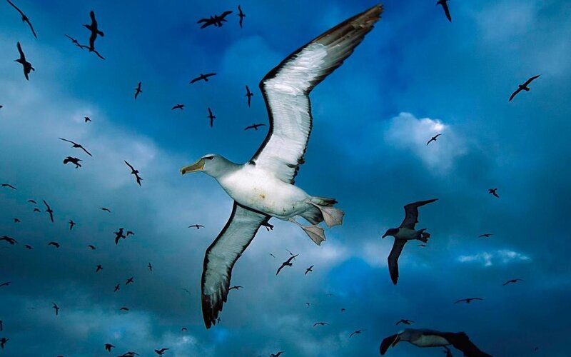 Wandering Albatross in Flight — Blue, Dramatic