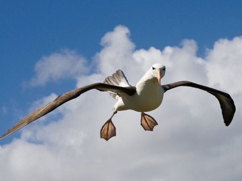 Wandering Albatross in Flight — Blue, Serene