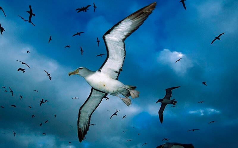 Wandering Albatross in Flight — Blue