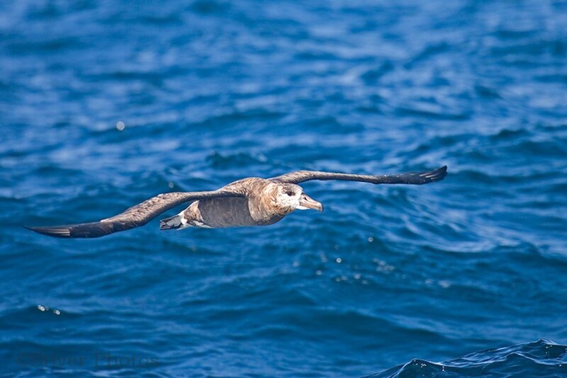 Wandering Albatross in Flight