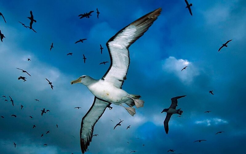 Wandering Albatross — Photograph