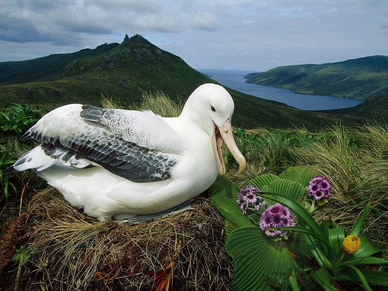 Wandering Albatross — White, Serene, Afternoon