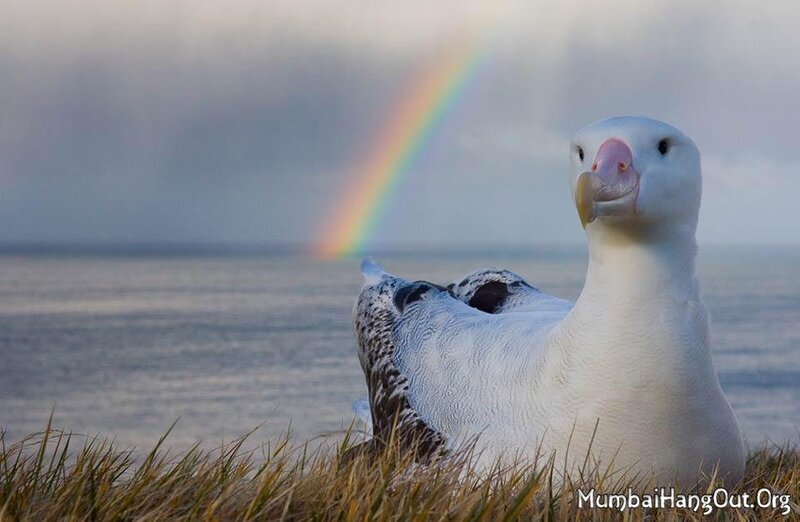 Wandering Albatross — White, Serene