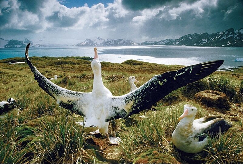 Wandering Albatross — White