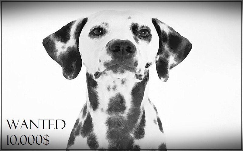 Wanted Dalmatian Dog